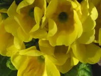 055.webp