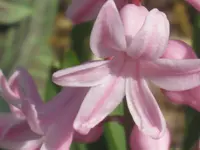 033.webp