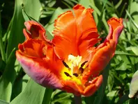 DSCI0866.webp