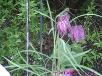 PIC00048.webp