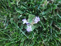 008.webp
