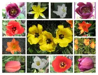 Collage_Page000.webp