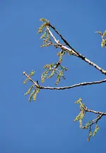 DSC05516.webp