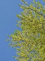 DSC05521.webp