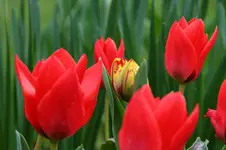 Tulpe.webp
