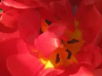 035.webp