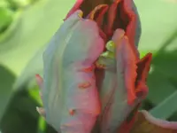 032.webp