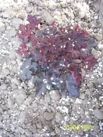 100_2420.webp