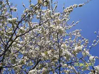 100_2421.webp