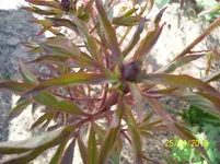 100_2409.webp
