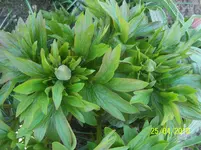 100_2419.webp