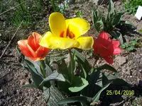 100_2412.webp