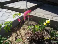100_2413.webp