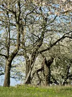 DSC05571.webp