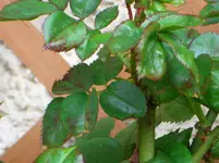 CIMG3143.webp