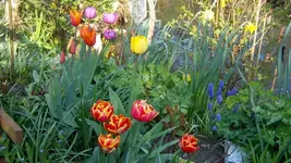 SDC10750.webp