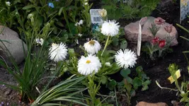 SDC10754.webp