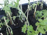 IMG00007-20100426-0641.webp
