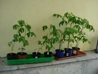 DSC01451 (2).webp