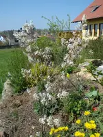 felsenbirne.webp