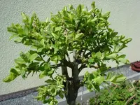 hakuro.webp