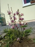 magnolie.webp