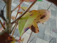was isses 2.webp