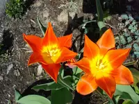 tulpe 1.webp