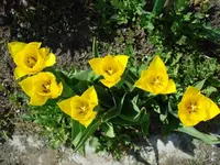 tulpe 2.webp