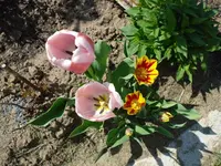 tulpe 3.webp
