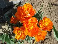 tulpe 4.webp