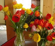 tulpen.webp