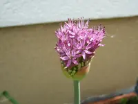 alliumblüte.webp