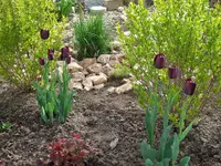 tulpen-vor-goldliguster.webp