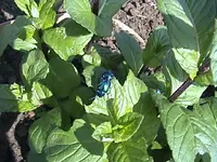 Gartenminzekäfer.webp