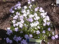 26.04.2010 009.webp