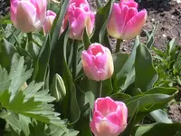 26.04.2010 015.webp