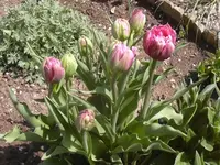 26.04.2010 018.webp