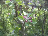 26.04.2010 024.webp