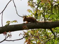 PEichhörnchen.webp