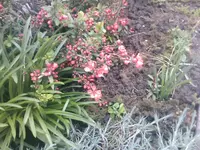 Chinaquitte - 26.04.2010.webp