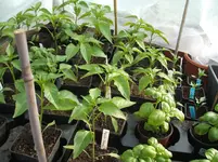 Garten 089.webp