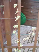 Garten 090.webp