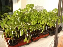 Garten 093.webp