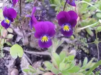S7309160.webp