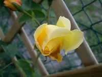 Garten am 28 Juni 004 Rose 3.webp