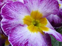 16.webp