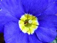 14.webp