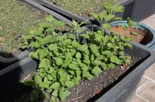 Brennessel 0125.webp