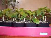 Paprika28.02 (3).webp